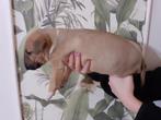 engelse bull terrier pups, Bull Terriër, Particulier, 8 tot 15 weken, Buitenland
