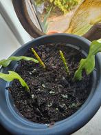 Zaagcactus stekken - Epiphyllum anguliger, Ophalen, In pot, Halfschaduw, Minder dan 100 cm