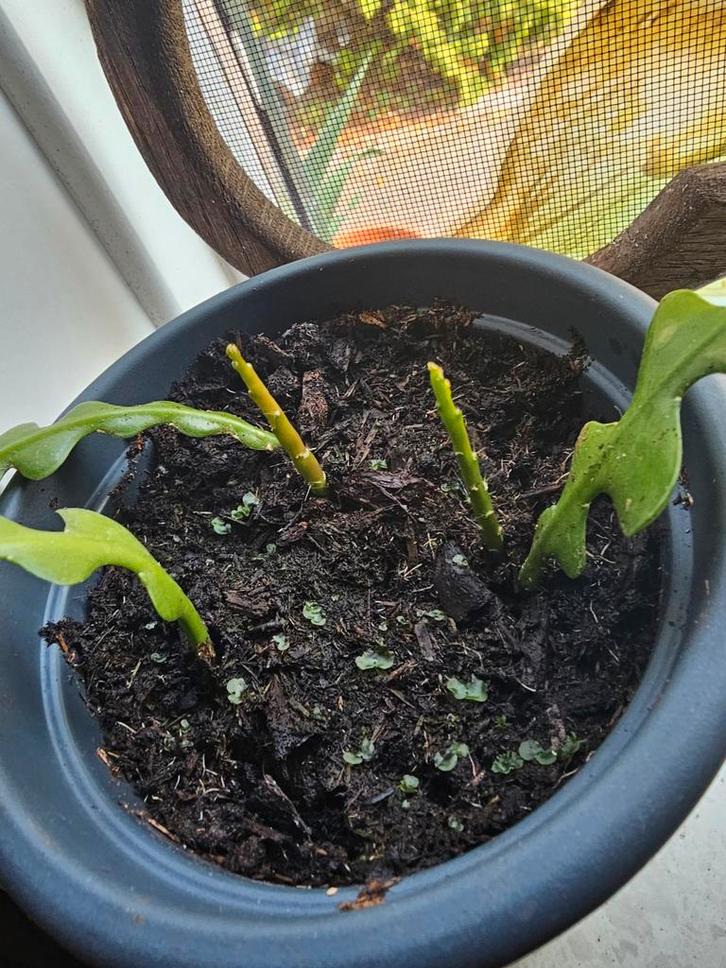 Zaagcactus stekken - Epiphyllum anguliger, Huis en Inrichting, Kamerplanten, Minder dan 100 cm, Halfschaduw, In pot, Ophalen