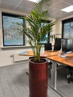 Twee hoge aardewerken bloempotten met palm, Ophalen, Steen, Minder dan 60 cm, Rond