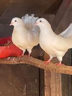 witte duiven en   voor trouwdagen te koop, Dieren en Toebehoren, Vogels | Duiven, Meerdere dieren, Overige soorten