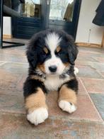 Berner sennen puppys te koop. Nog 3 beschikbaar., Dieren en Toebehoren, Honden | Bulldogs, Pinschers en Molossers, Meerdere, Meerdere dieren