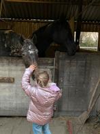 Brave Kinderpony gezocht!, Ophalen of Verzenden, Recreatie