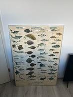 Poster vissen Kalkman vis bv Den Helder, Met lijst, Dier of Natuur, Gebruikt, A1 t/m A3