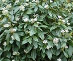 Viburnum soorten, Ophalen, Overige soorten, Halfschaduw