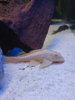 Albino Zijlvin Pleco (+/- 20 cm), Vis