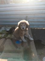 Prachtige pup Sadie, Particulier, Rabiës (hondsdolheid), Teef, Buitenland