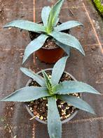 Agave blauw, Tuin en Terras, Planten | Tuinplanten, Ophalen of Verzenden, Bloeit niet, Overige soorten, Volle zon