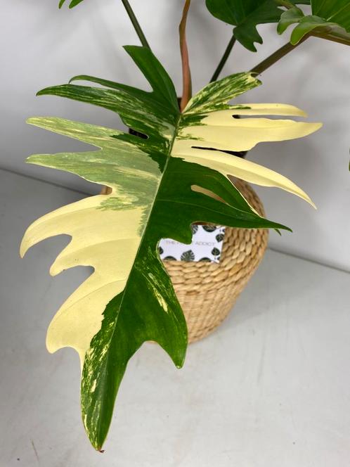 Philodendron Tortum x Florida Beauty Hybrid Variegata, Huis en Inrichting, Kamerplanten, Overige soorten, Minder dan 100 cm, Ophalen of Verzenden