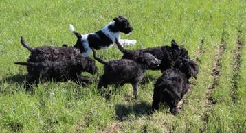 Labradoodle pups, super lief  beschikbaar voor biedingen