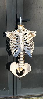 Anatomisch model menselijke wervelkolom, ribbenkast, bekken., ., Ophalen of Verzenden, Zo goed als nieuw, .