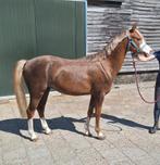 Ontzettend knappe C pony, Dieren en Toebehoren, Pony's, Merrie, 3 tot 6 jaar