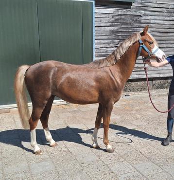 Ontzettend knappe C pony  beschikbaar voor biedingen