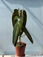 Philodendron Melanochrysum P12, Huis en Inrichting, Kamerplanten, Ophalen of Verzenden, Overige soorten, Minder dan 100 cm