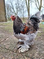 Brahma haan van mei'25, Dieren en Toebehoren, Pluimvee, Mannelijk, Kip