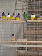 Allerlei vogels gezocht, Meerdere dieren, Parkiet
