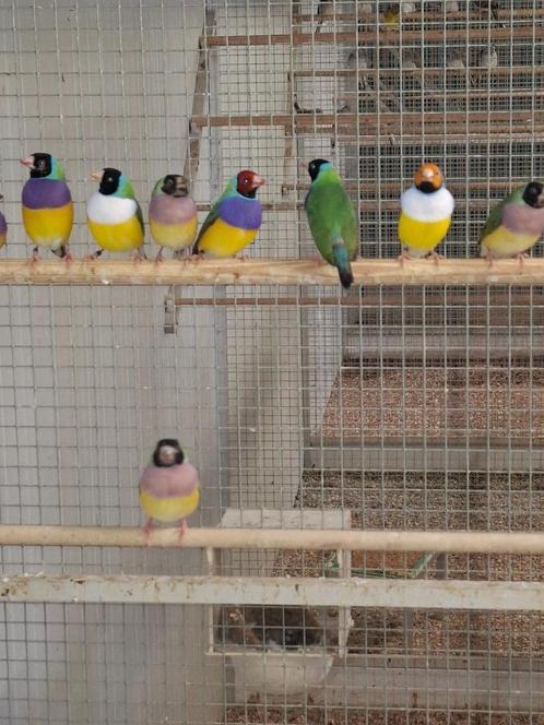 Allerlei vogels gezocht, Dieren en Toebehoren, Vogels | Parkieten en Papegaaien, Parkiet, Meerdere dieren