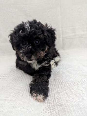 Bijzonder Yorkipoo reutje. Kruising toypoedel en Yorkie  beschikbaar voor biedingen