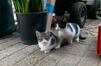 Boerderij kitten, Kater, 0 tot 2 jaar