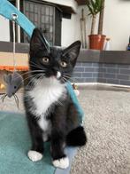 kleine kittens, Dieren en Toebehoren, Katten en Kittens | Overige Katten, Kater