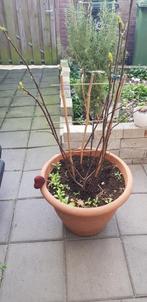 Vijgen boom, Tuin en Terras, Planten | Fruitbomen, Ophalen, Minder dan 100 cm, Vijgenboom