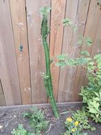 Cactus, Ophalen, Cactus