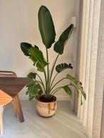 Strelitzia nicolai, Huis en Inrichting, Kamerplanten, Groene kamerplant, Ophalen, Overige soorten, 150 tot 200 cm