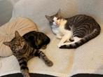 Twee lieve cyperse katers 11 maanden oud, Kater, 0 tot 2 jaar