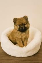 Super mooie gezonde pomeriaan dwergkees pups, Dieren en Toebehoren, Keeshond, 8 tot 15 weken, CDV (hondenziekte), Meerdere