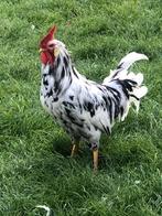 Mooie haan, Dieren en Toebehoren, Pluimvee, Mannelijk, Kip