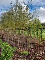 knotwilg Salix Chermasina, Overige soorten, Lente, 100 tot 250 cm, Ophalen