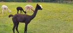Alpaca merries te koop vanaf €1250, Vrouwelijk, Na 1 juli 2024