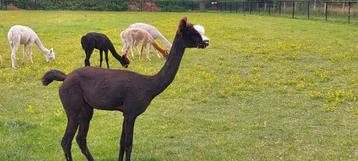 Alpaca merries te koop vanaf €1250 beschikbaar voor biedingen