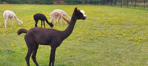 Alpaca merries te koop vanaf €1250, Dieren en Toebehoren, Overige Dieren, Vrouwelijk, Na 1 juli 2024