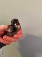 Cochin kriel kuikens verschillende kleuren, Dieren en Toebehoren, Pluimvee, Geslacht onbekend, Kip