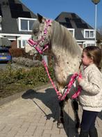 Lieve appaloosa kinder pony te koop!!, Dieren en Toebehoren, Pony's, B, Gechipt, Ruin, Springpony