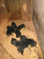 Mooie sterke pups,  Rottweiler X Berner Sennen, Dieren en Toebehoren, Parvo, Overige rassen, 8 tot 15 weken, Meerdere