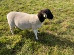 Dorper rammen april 2024, Dieren en Toebehoren, Schapen, Geiten en Varkens, Mannelijk, Schaap, 0 tot 2 jaar