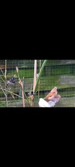Japanse meeuwtjes 2 stuks 10 euro, Dieren en Toebehoren, Meerdere dieren
