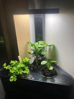 Teig Binnentuin met automatische lamp en irrigatie, Ophalen of Verzenden, Nieuw, Kweeklamp