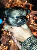 Pomeriaan x chihuahua, Dieren en Toebehoren, Honden | Chihuahua's en Gezelschapshonden, Overige rassen, CDV (hondenziekte), 8 tot 15 weken