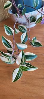 Tradescantia fluminensis 'Quadricolor'., Huis en Inrichting, Kamerplanten, Ophalen, Halfschaduw, Minder dan 100 cm