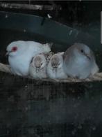 Te koop 2 jonge diamantduiven, Dieren en Toebehoren, Tropenvogel