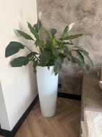Lepelplant in pot, Huis en Inrichting, Woonaccessoires | Zuilen en Pilaren, Ophalen of Verzenden, Zo goed als nieuw