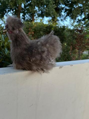 Prachtige Zijdehoender USA hanen! Meerdere kleuren beschikbaar voor biedingen