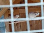 Lachduiven, Dieren en Toebehoren, Mannelijk, Overige soorten