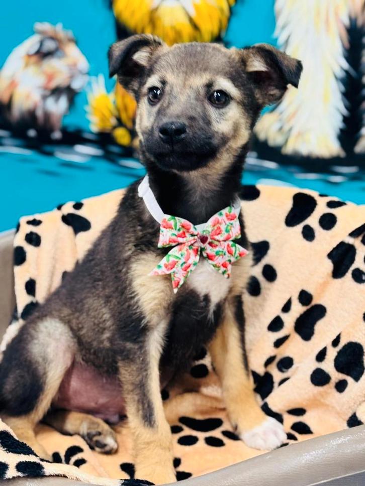 4 prachtige pupjes  Bella Walda en Dixie en Woody wachten, Dieren en Toebehoren, Honden | Niet-rashonden, Klein, Meerdere dieren