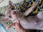 2 raszuivere chihuahua reutjes, Dieren en Toebehoren, Honden | Chihuahua's en Gezelschapshonden, Reu, 8 tot 15 weken, CDV (hondenziekte)