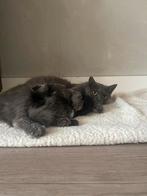 Lieve aanhankelijke kittens, Dieren en Toebehoren, Katten en Kittens | Raskatten | Korthaar, Meerdere dieren, Ontwormd