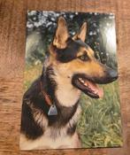 Portret van Duitse Herder, Verzenden, 1980 tot heden, Gelopen, Hond of Kat